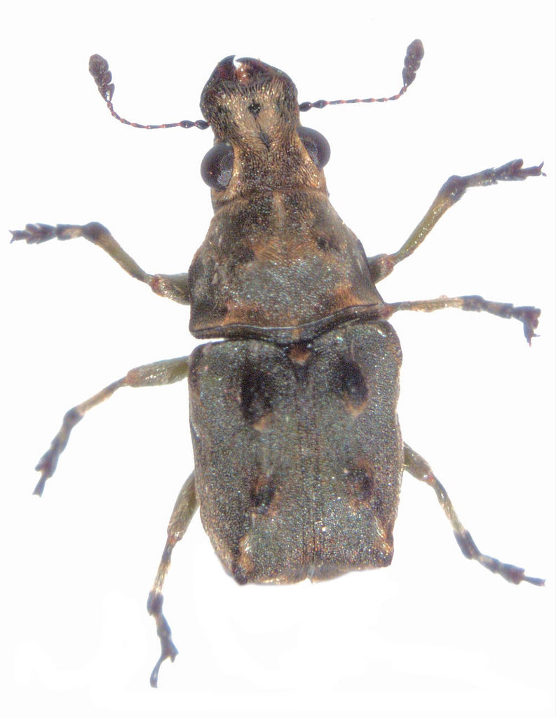Gynarchaeus