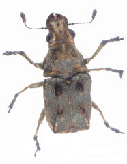 Gynarchaeus ornatus
