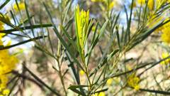 Acacia linearifolia
