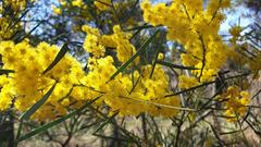 Acacia linearifolia
