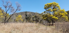 Acacia linearifolia