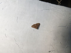 Metalectra praecisalis