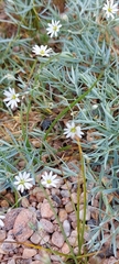 Stellaria dahurica