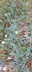 Stellaria dahurica
