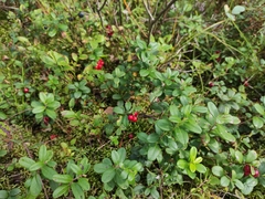 Vaccinium vitis-idaea