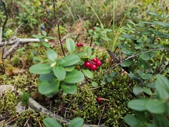 Vaccinium vitis-idaea