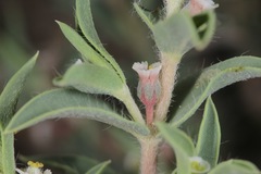 Euphorbia acuta