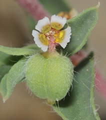 Euphorbia acuta