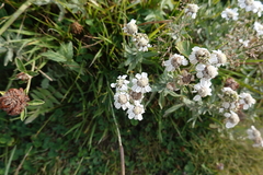 Achillea pyrenaica