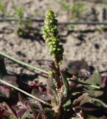 Rumex cordatus