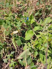 Pentaglottis sempervirens