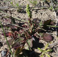 Rumex cordatus