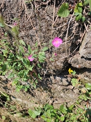 Oenothera rosea
