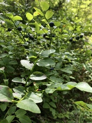 Vaccinium myrtillus
