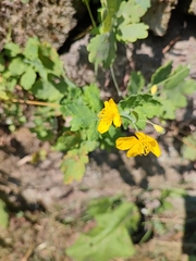 Chelidonium majus
