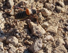 Lluciapomaresius stalii