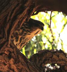 Accipiter tachiro tachiro