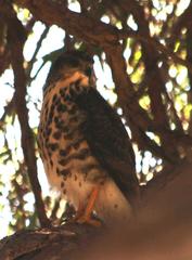 Accipiter tachiro tachiro