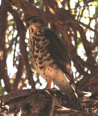 Accipiter tachiro tachiro