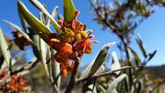 Grevillea floribunda