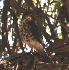 Accipiter tachiro tachiro