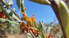 Grevillea floribunda