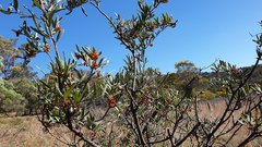 Grevillea floribunda