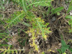 Carduus adpressus
