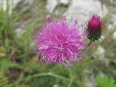 Carduus adpressus