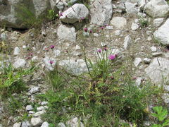 Carduus adpressus