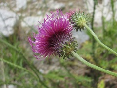 Carduus adpressus