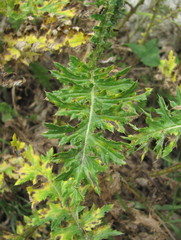 Carduus adpressus