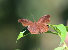 Junonia gregorii