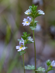 Euphrasia parviflora
