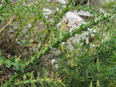 Carduus adpressus