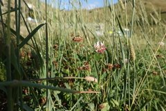 Trifolium pallescens