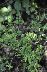 Euphorbia platyphyllos