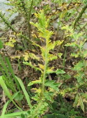 Carduus adpressus
