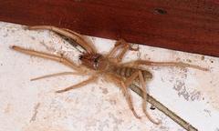 Solpugidae