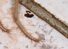 Solpugidae