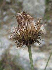 Carduus adpressus