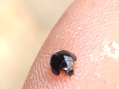 Parexochomus nigromaculatus