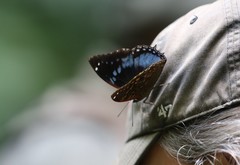 Charaxes smaragdalis