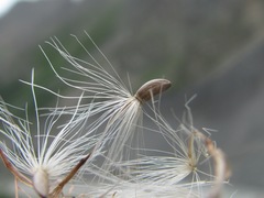 Carduus adpressus