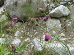 Carduus adpressus