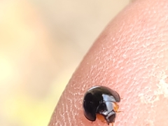 Parexochomus nigromaculatus