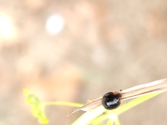 Parexochomus nigromaculatus