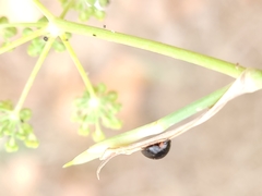 Parexochomus nigromaculatus