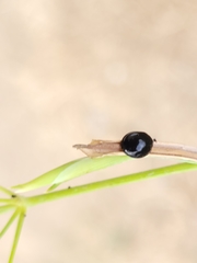 Parexochomus nigromaculatus