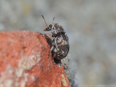 Eusphyrus walshi